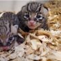 ヒューストン動物園  – ‘シラチャ’と’ワサビ’