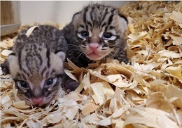 ヒューストン動物園 – ‘シラチャ’と’ワサビ’